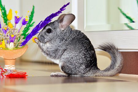 Pet shops that sell chinchillas near me shop